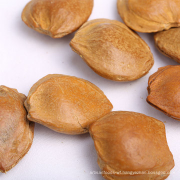 Wholesale Agriculture Products apricot pit natural nuts